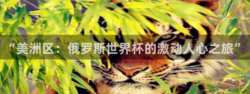 足球世界杯时间：“美洲区：俄罗斯世界杯的激动人心之旅”