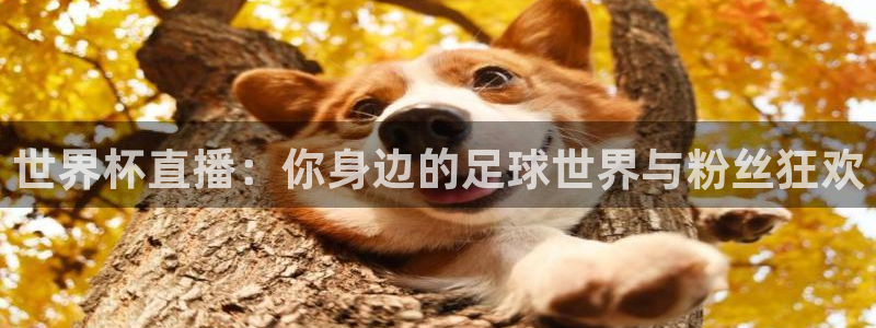 2026世界杯赛程：世界杯直播：你身边的足球世界与粉丝狂欢